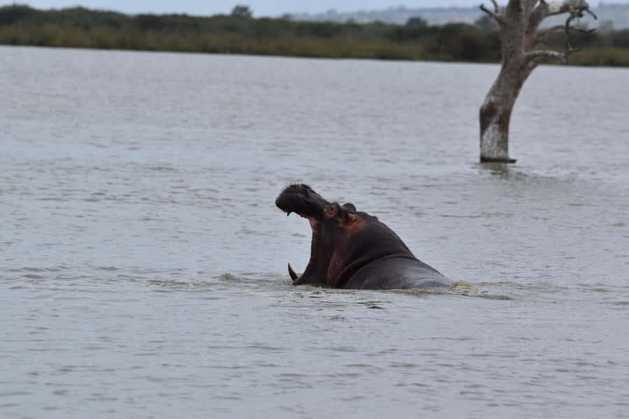 3 Days / 2 Nights Mikumi Safari by SGR Train from Zanzibar - Guides, care, and the personal side of the trip