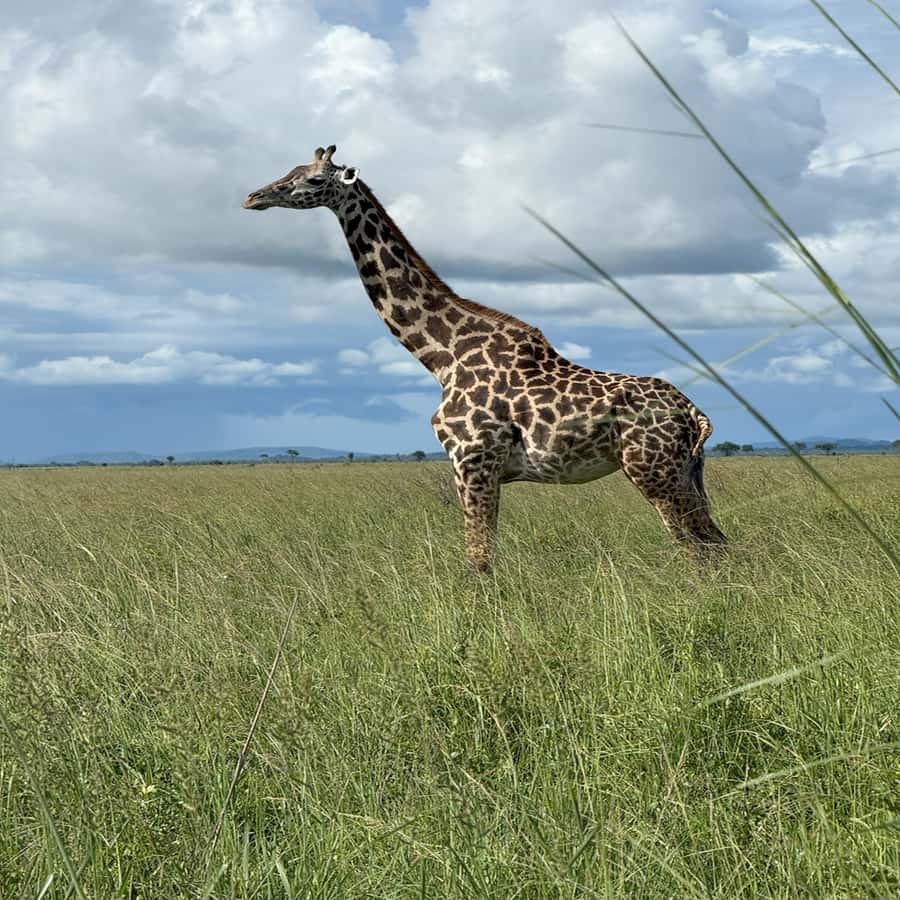 3 Days / 2 Nights Mikumi Safari by SGR Train from Zanzibar - Who should choose this safari