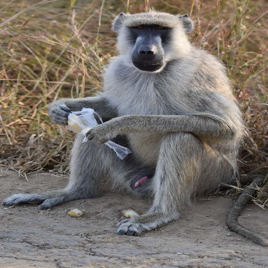 3 Days / 2 Nights Mikumi Safari by SGR Train from Zanzibar - FAQ
