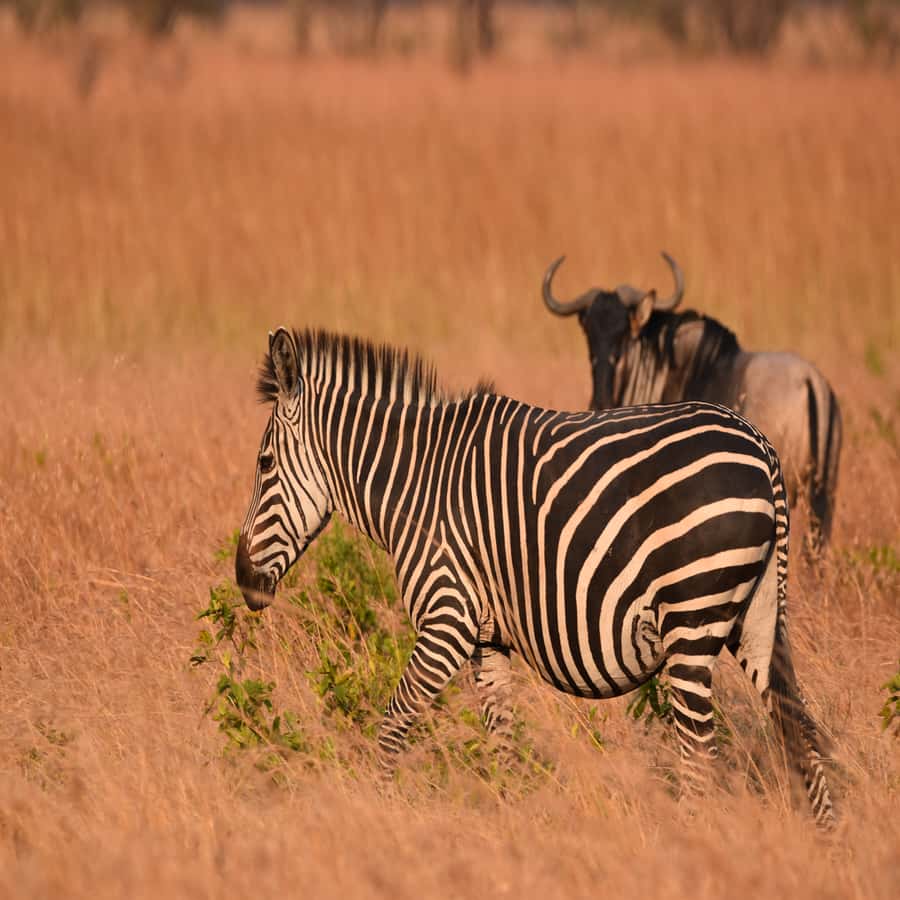 3 Days / 2 Nights Mikumi Safari by SGR Train from Zanzibar - Day 1: Zanzibar to Mikumi by ferry, SGR, and road