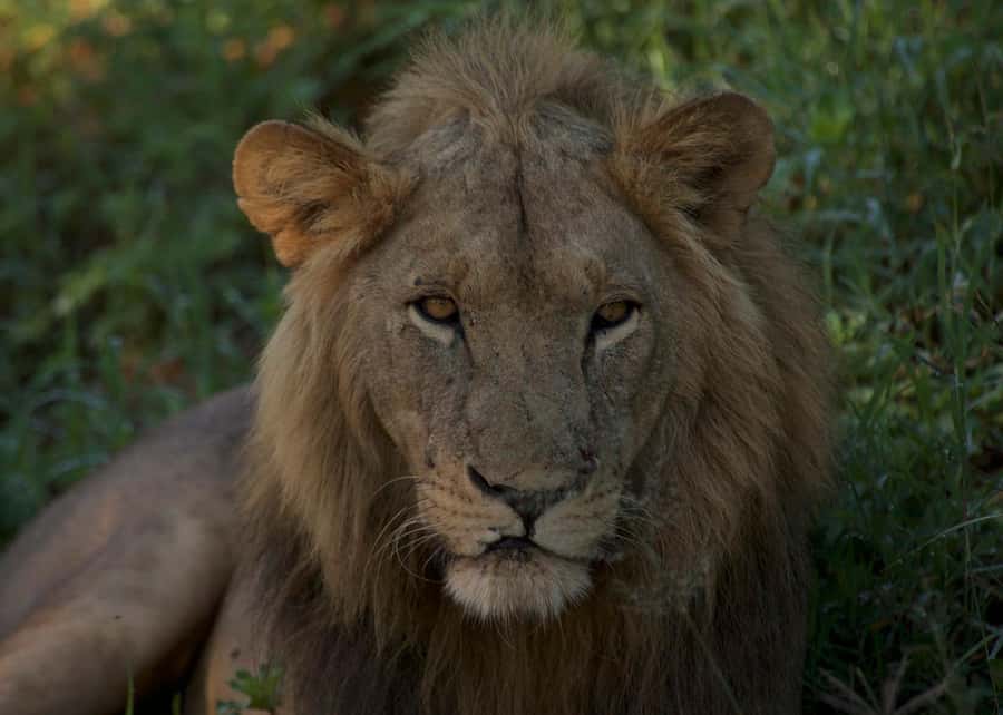 3-days adventure from Dar-es-Salaam to Mikumi National Park - Why Mikumi makes sense from Dar es Salaam