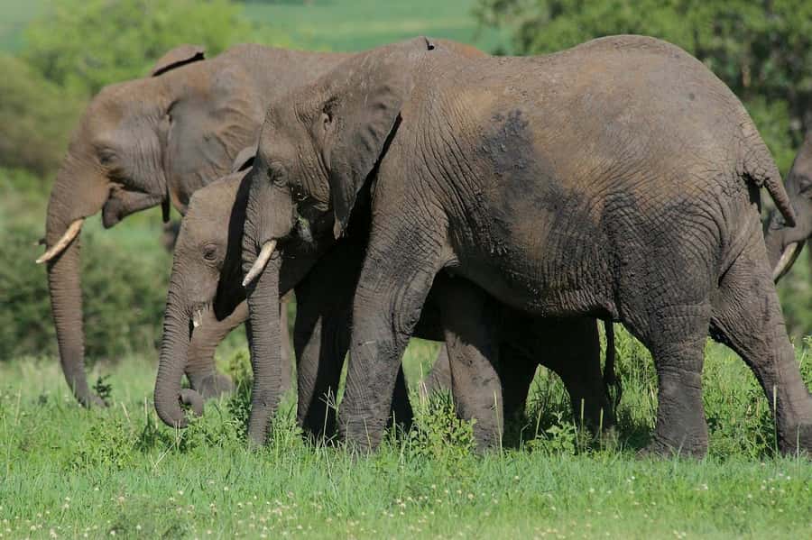 3-days adventure from Dar-es-Salaam to Mikumi National Park - Lunch, afternoon drives, and the changing pace