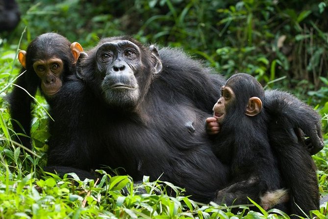 3 Days Kibale National Park Chimpanzee Tracking - Day 1: Lake Nkuruba and the crater-lake country