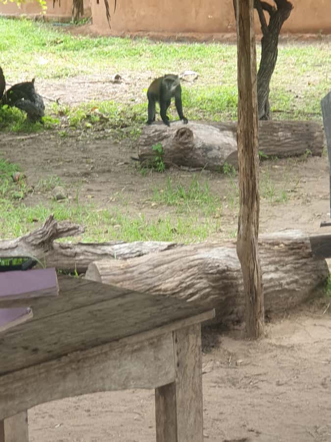 3 DAYS NYERERE NATIONAL PARK FROM ZANZIBAR BY FLIGHT. - Key Points Before You Book
