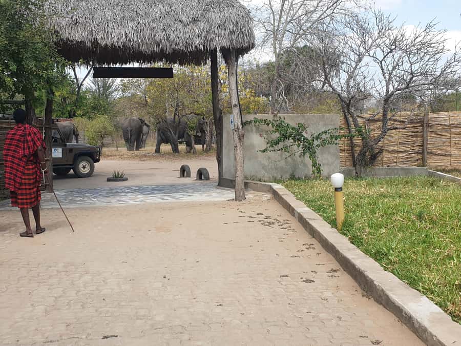 3 DAYS NYERERE NATIONAL PARK FROM ZANZIBAR BY FLIGHT. - The Rufiji River: A Slower View of the Park