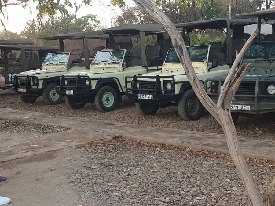 3 DAYS NYERERE NATIONAL PARK FROM ZANZIBAR BY FLIGHT. - Day One: Flight from Zanzibar and an Afternoon of Wildlife