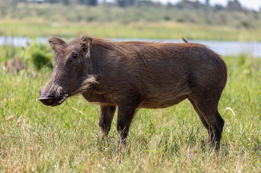 3-days safari from Dar-es-Salaam to Mikumi National Park - Key points to know before booking