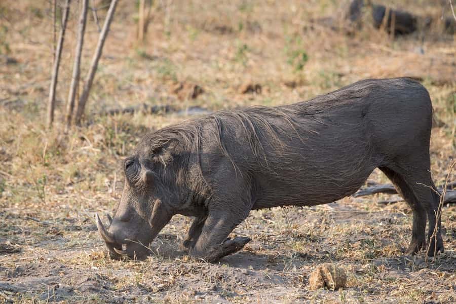 3-days safari from Dar-es-Salaam to Mikumi National Park - Why Mikumi works well from Dar es Salaam