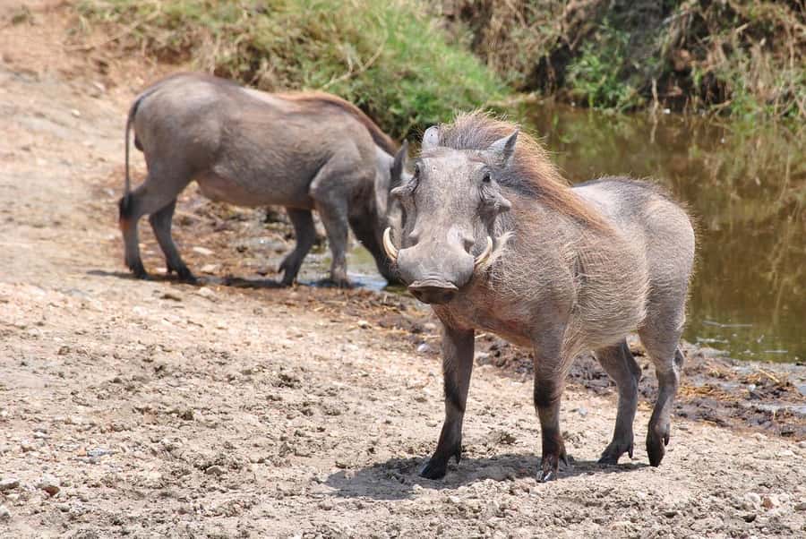 3-days safari from Dar-es-Salaam to Mikumi National Park - Who should book it?