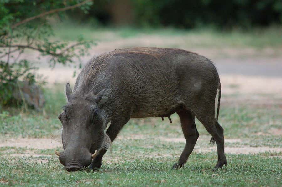 3-days safari from Dar-es-Salaam to Mikumi National Park - Day 1: Dar es Salaam to Mikumi by luxury van