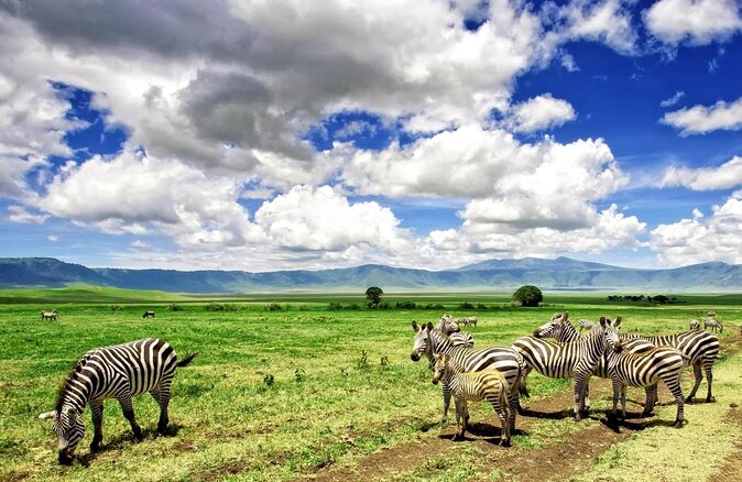 3 Days Safari Ngorongoro Crater and Serengeti National Park - Key Points To Know Before Booking