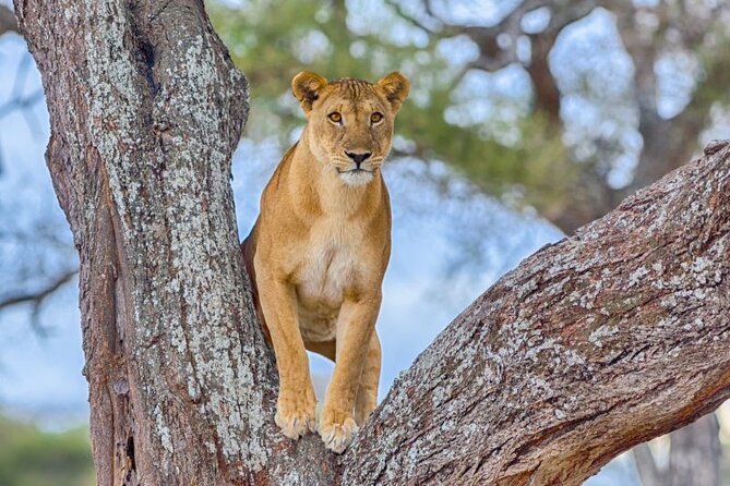 3 Days Safari to Serengeti National Park & Ngorongoro Crater in Tanzania - Two parks, one short route