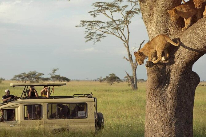 3 Days Safari to Serengeti National Park & Ngorongoro Crater in Tanzania - Day two: early game viewing and Olduvai Gorge