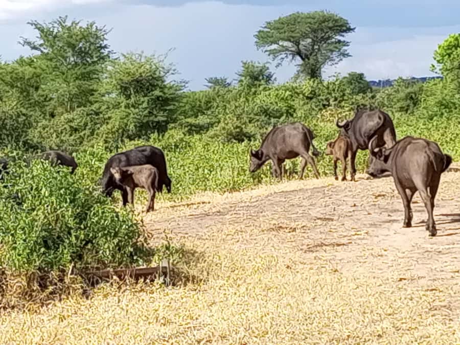 3 Days Victoria Falls and Full day Chobe National Park - Key points at a glance