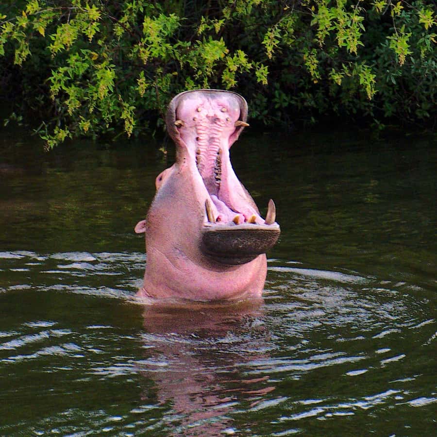 3 Days Victoria Falls and Full day Chobe National Park - Day two: through Zambezi National Park to Kazungula