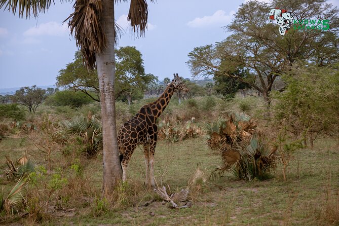 3 Days Wild Tour Queen Elizabeth National Park Safari Uganda - What this three-day Uganda safari is really like