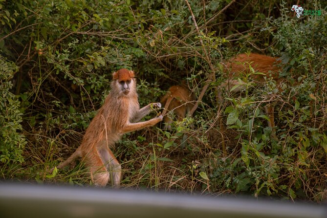 3 Days Wild Tour Queen Elizabeth National Park Safari Uganda - The Equator stop at Kayabwe