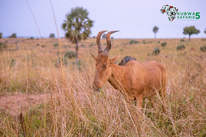 3 Days Wild Tour Queen Elizabeth National Park Safari Uganda - Meals, transport, and what the price covers