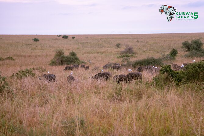 3 Days Wild Tour Queen Elizabeth National Park Safari Uganda - Who will enjoy this safari most