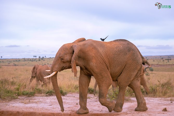 3 Days Wild Tour Queen Elizabeth National Park Safari Uganda - The long drive to Queen Elizabeth National Park