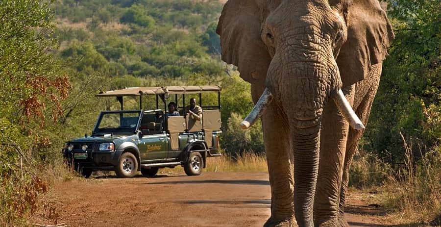 3-Hour Shared Game Drive in Pilanesberg National Park - Why a short Pilanesberg safari makes sense