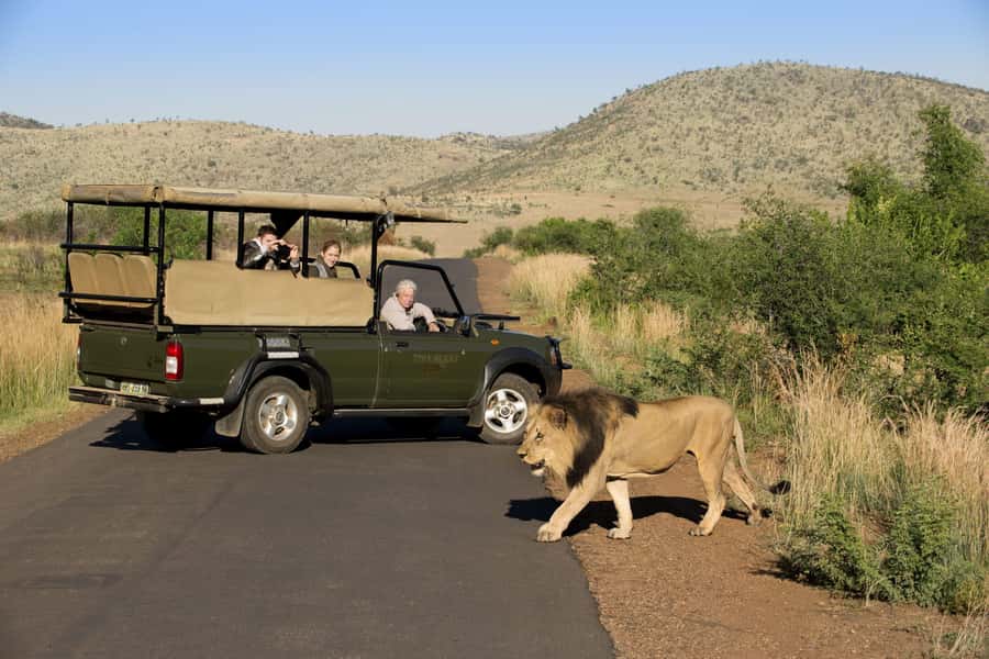 3-Hour Shared Game Drive in Pilanesberg National Park - What the open vehicle adds