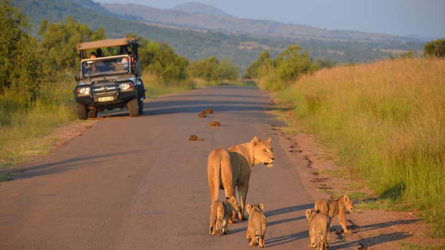 3-Hour Shared Game Drive in Pilanesberg National Park - The real price: $56 plus park charges