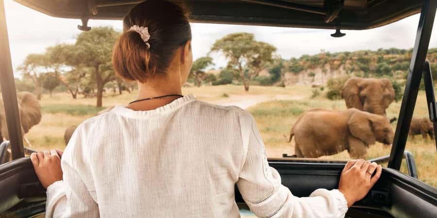 3-Hour Shared Game Drive in Pilanesberg National Park - Pickup from Sun City and the short transfer