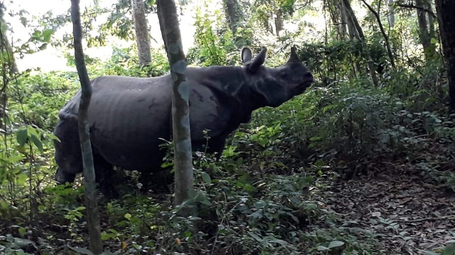 3 Nights 4 Days Chitwan National Park with Tower Night Stay - Should you book the Chitwan tower night?