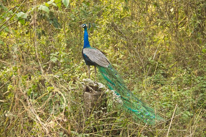 3 Nights 4 Days Chitwan National Park with Tower Night Stay - Day three: jeep safari and a closer look at park wildlife