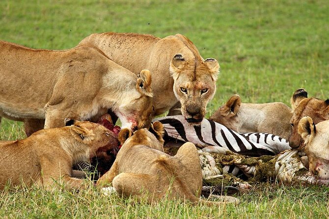 4 Day Ngorongoro Crater Tarangire and Serengeti National Park - Camping, meals, and the real comfort level