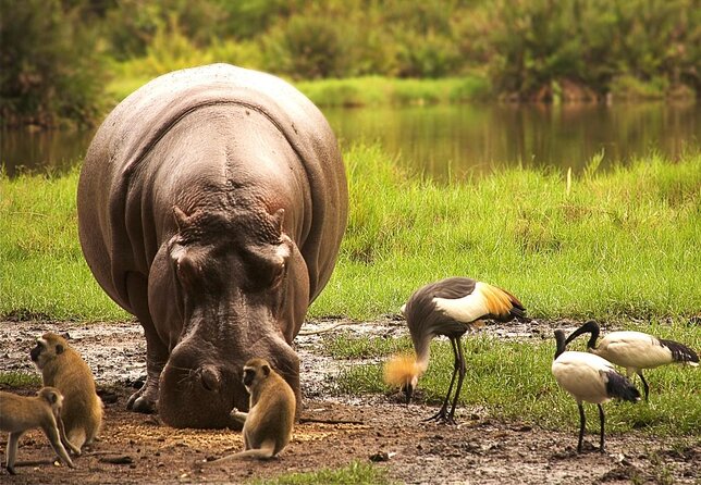 5-Day Safari Tour in 3 National Parks - Key points to know before booking