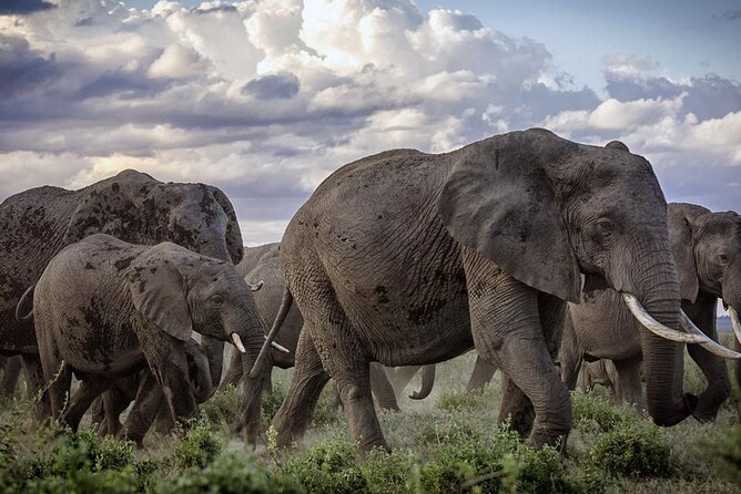 5-Day Safari Tour in 3 National Parks - Day 2: Mzima Springs and the road to Amboseli
