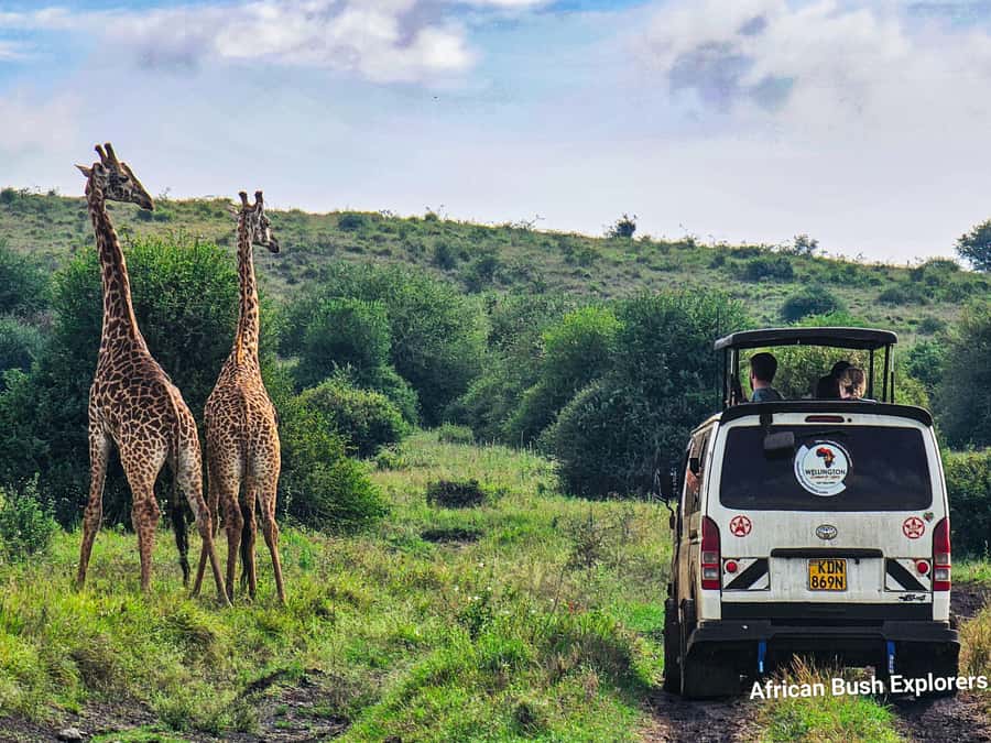 5-Hour Nairobi National Park 4x4 Safari with Free Pickup - Shared, small-group, or private travel