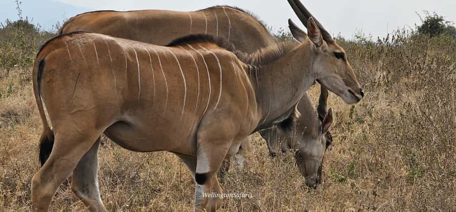 5-Hour Nairobi National Park 4x4 Safari with Free Pickup - The $80 price and the real cost