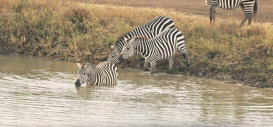 5-Hour Nairobi National Park 4x4 Safari with Free Pickup - Practical strengths and possible weak spots