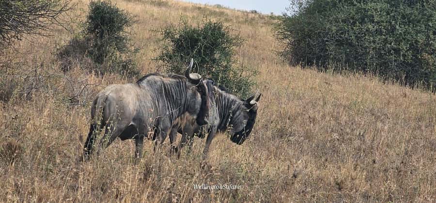 5-Hour Nairobi National Park 4x4 Safari with Free Pickup - Should you book it?