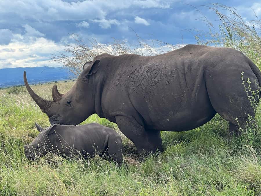 5-Hours Nairobi National Park Game Drive 4x4 Vehicle - Why Nairobi National Park makes sense for a short safari