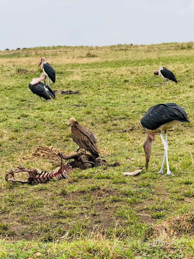 5-Hours Nairobi National Park Game Drive 4x4 Vehicle - Four hours among Nairobi’s wildlife
