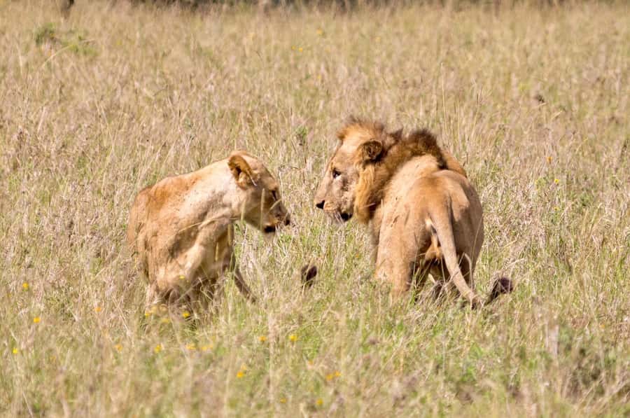 5-Hours Nairobi National Park Game Drive 4x4 Vehicle - How the open-roof vehicle changes the experience