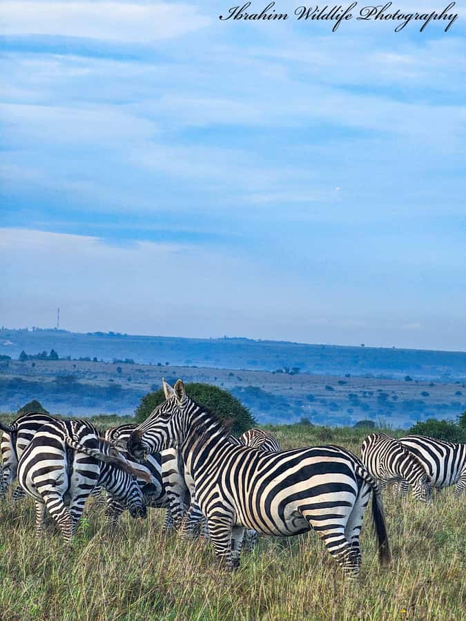 5-Hours Nairobi National Park Game Drive 4x4 Vehicle - The 30-minute Kazuri Beads visit