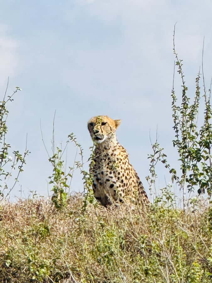 5-Hours Nairobi National Park Game Drive 4x4 Vehicle - The real price: $39 plus park admission