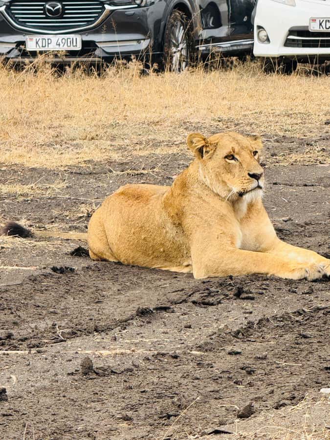 5-Hours Nairobi National Park Game Drive 4x4 Vehicle - Who will get the most from this tour