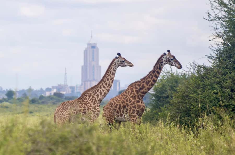 5-Hours Nairobi National Park Game Drive 4x4 Vehicle - Should you book the Nairobi National Park safari?