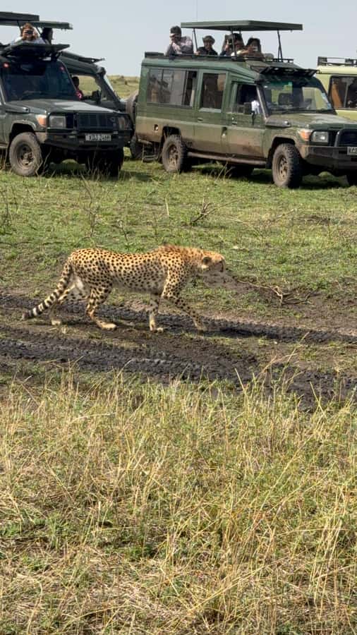 5-Hours Nairobi National Park Game Drive 4x4 Vehicle - Pickup from Nairobi and the ride to the park