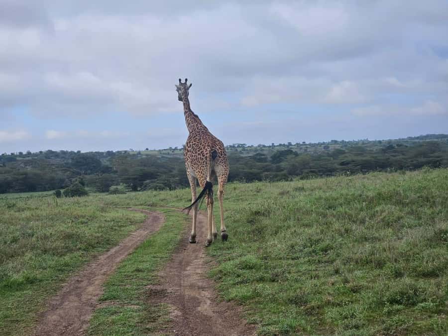5 Hours Nairobi National Park Game Drive Tour 4x4 Open Roof - Key points to know before you book