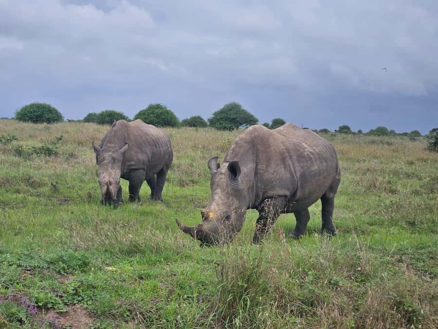 5 Hours Nairobi National Park Game Drive Tour 4x4 Open Roof - Why Nairobi National Park makes sense for a short safari
