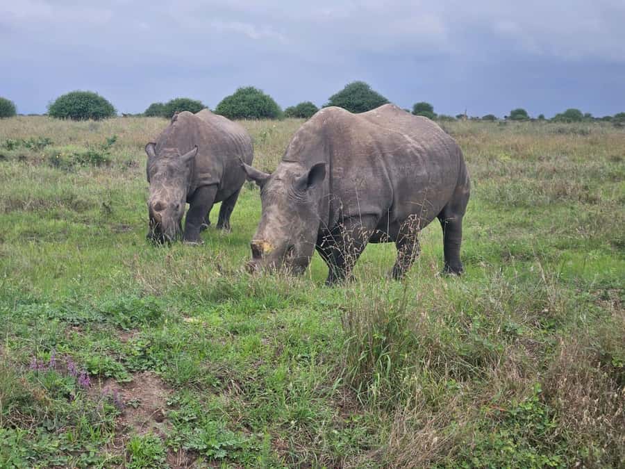 5 Hours Nairobi National Park Game Drive Tour 4x4 Open Roof - Sunrise brings the park to life