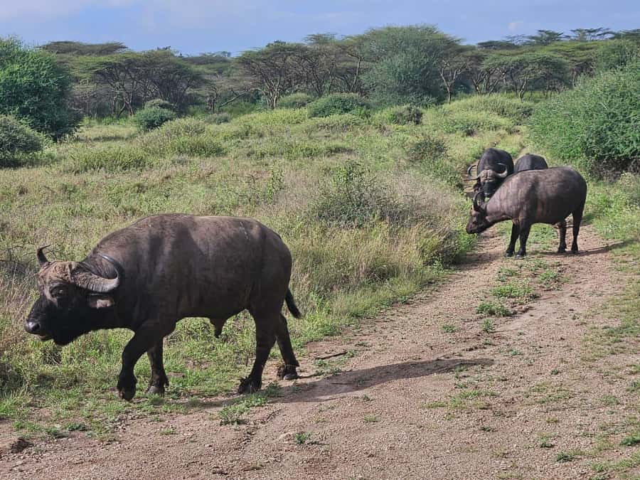 5 Hours Nairobi National Park Game Drive Tour 4x4 Open Roof - Three ecosystems in one compact park