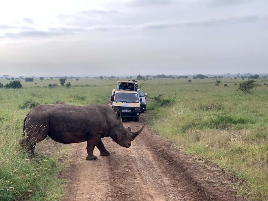 5 Hours Nairobi National Park Game Drive Tour 4x4 Open Roof - What you might see from the open roof